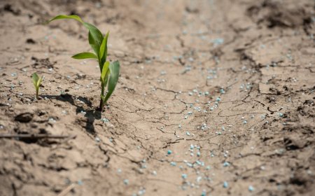 Human urine becomes option for farmers in fertilizer supply crunch