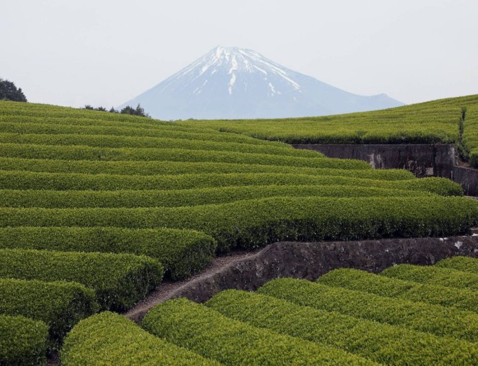 Japan's green tea exports surge in fiscal 2025 amid matcha boom