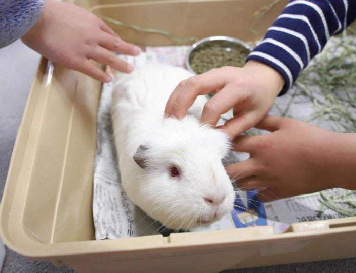 Aichi veterinarians loan guinea pigs to schools for hands-on life lessons