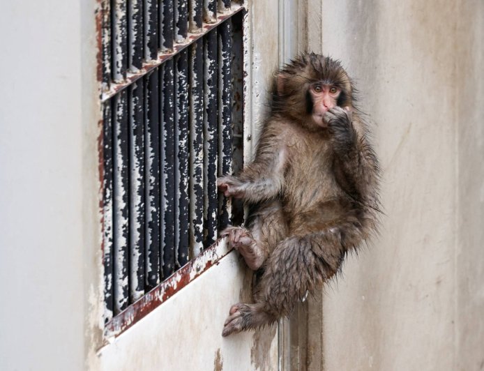 Punch, the lonely monkey, is growing up. He’s still a star.