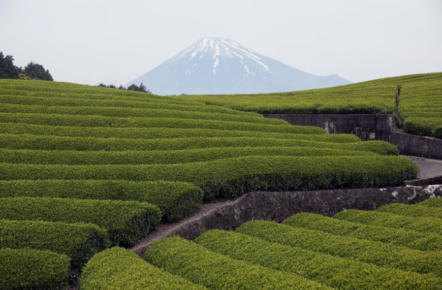 Japan's green tea exports surge in fiscal 2025 amid matcha boom
