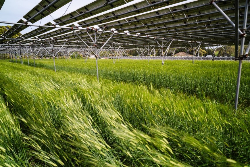 As Iran war sends oil prices soaring, some see fresh potential for solar in Japan