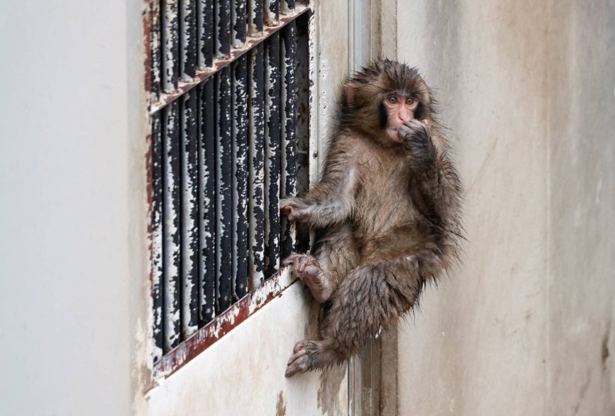 Punch, the lonely monkey, is growing up. He’s still a star.
