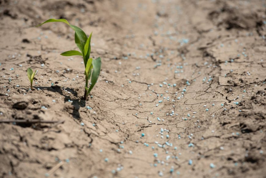Human urine becomes option for farmers in fertilizer supply crunch