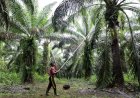 Indonesia’s radical export plan takes effect as doubts swirl