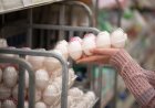 Prices of chicken and egg in Japan hit record highs