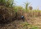 India likely won’t export sugar for years as El Nino and ethanol squeeze supply
