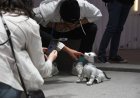 Sony discontinues Japan sales of Aibo robot puppy