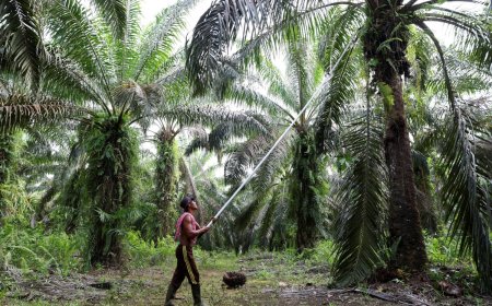 Indonesia’s radical export plan takes effect as doubts swirl