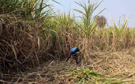 India likely won’t export sugar for years as El Nino and ethanol squeeze supply