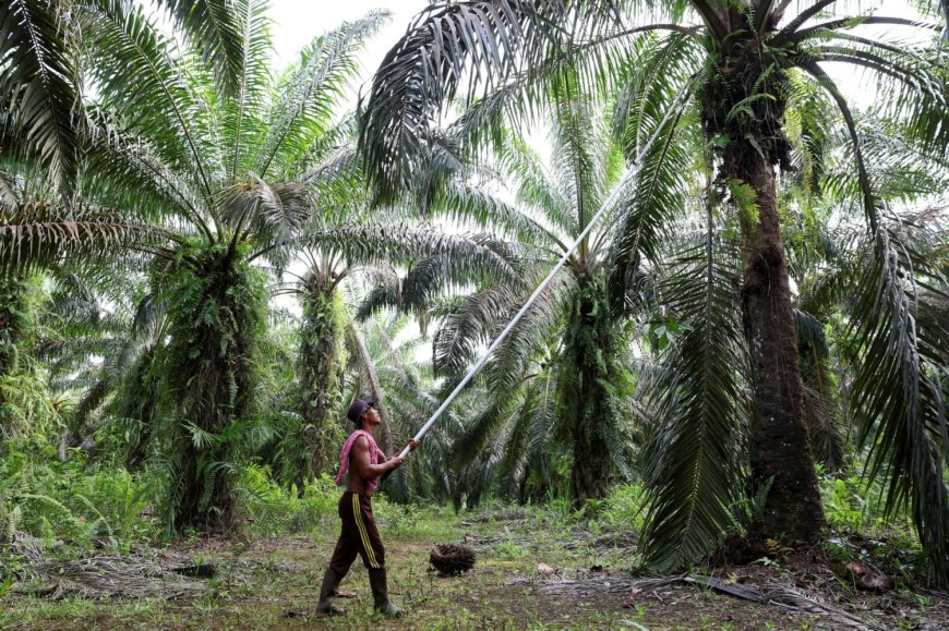 Indonesia’s radical export plan takes effect as doubts swirl