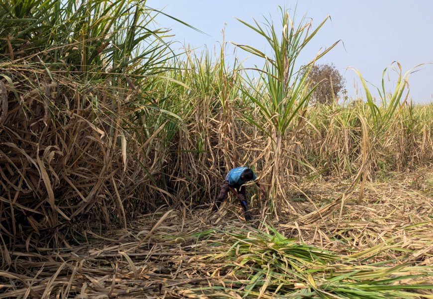 India likely won’t export sugar for years as El Nino and ethanol squeeze supply