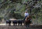 Trump’s beef policies irk Texas ranchers, testing their loyalty