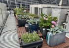 Abandoned suitcases used as vegetable planters at Tokyo hotel