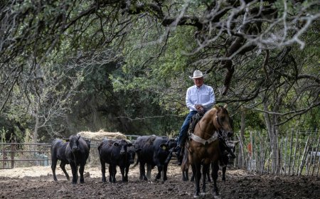 Trump’s beef policies irk Texas ranchers, testing their loyalty
