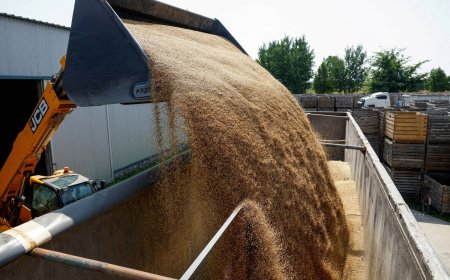 Wheat buyers brace for higher costs as Russia-Ukraine war drags on