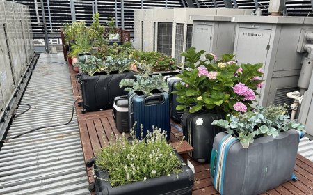 Abandoned suitcases used as vegetable planters at Tokyo hotel
