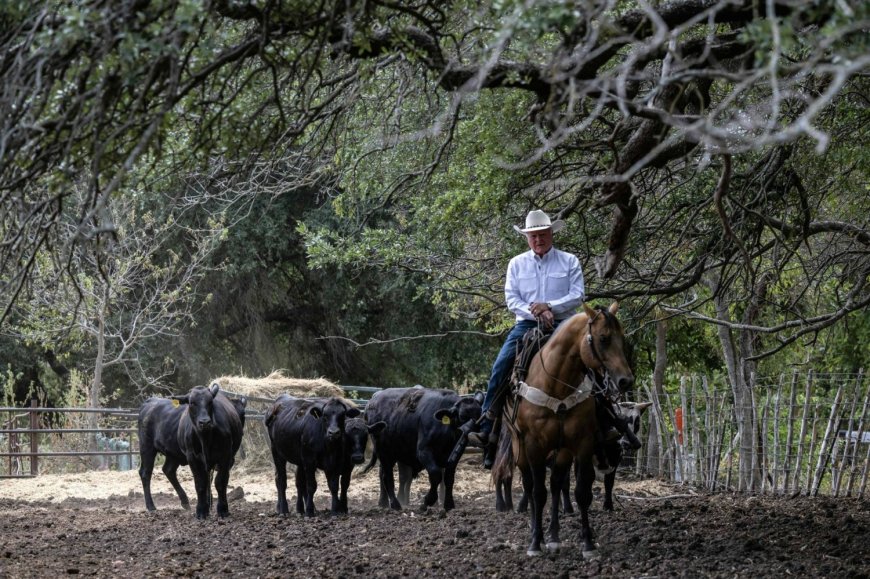 Trump’s beef policies irk Texas ranchers, testing their loyalty