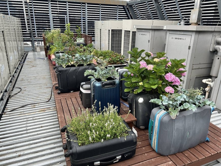Abandoned suitcases used as vegetable planters at Tokyo hotel