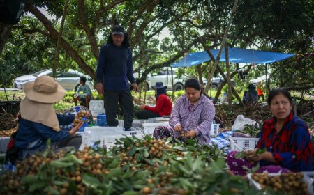 Thai migrant labor crunch leaves fruit rotting and jobs unfilled