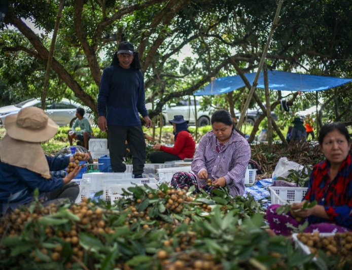 Thai migrant labor crunch leaves fruit rotting and jobs unfilled
