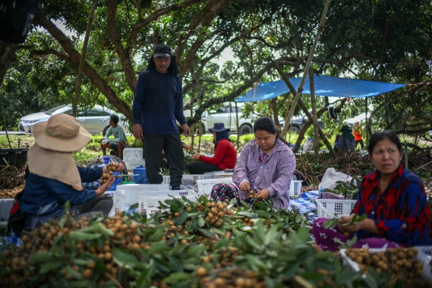 Thai migrant labor crunch leaves fruit rotting and jobs unfilled